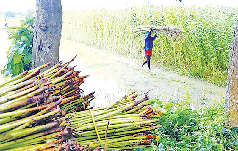 A jute field in Rajshahi.	photo: observer