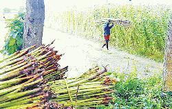 Jute harvesting begins in full swing in Rajahahi