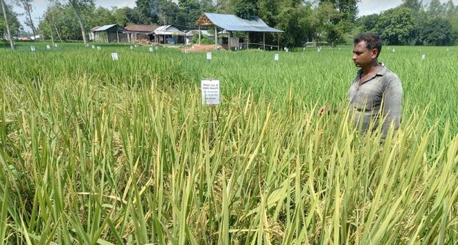 View of the outreach experimental plot of BRRI dhan75 in the field of farmer Subash Chandra in Khiar Jumma village of Rangpur Taraganj Upazila.