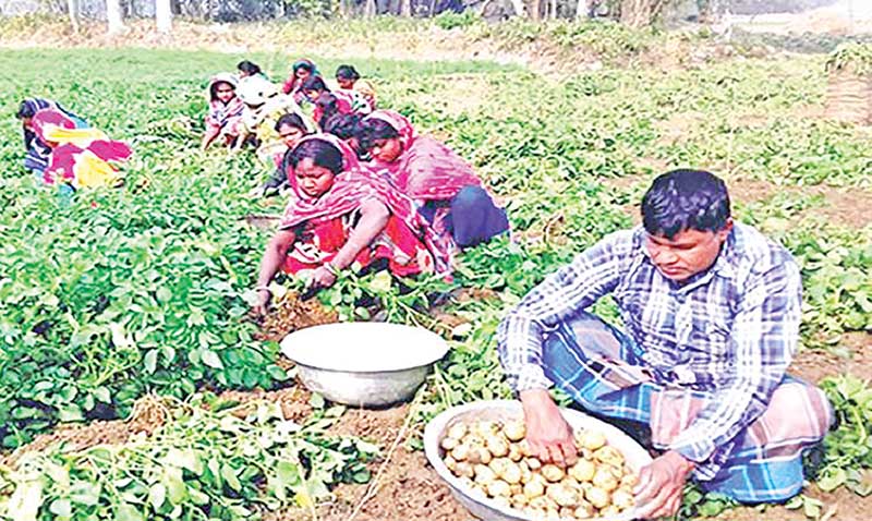 Farmers collecting diamond-variety potato from a field in Rajshahi. 	photo: observer