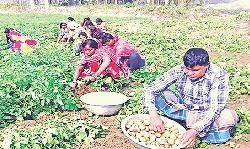 BADC to export ‘diamond’ potato to Malaysia