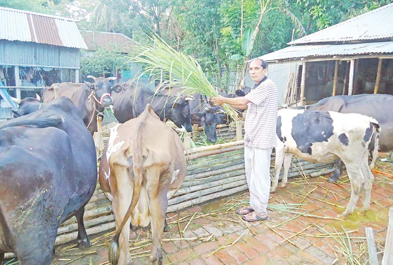 Belayet Hossain taking care of his cows at his farm in Santhia Upazila.	photo: observer