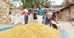 Rajshahi farmers achieve bumper maize yield