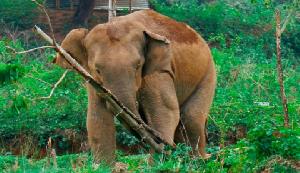 Wild elephants kill two in Ctg