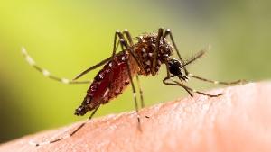 No dengue deaths after 22 days, least cases in 14 days