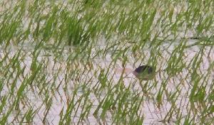 2 missing siblings found dead in Sherpur floodwater
