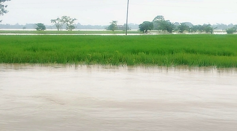 Paddy fields at Rambari village under Kakoirgora union of Netrokona's Durgapur upazila remain underwater despite the floodwaters receded and rains subside. October 15, 2024. Photo: The Daily Observer