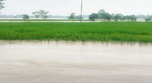 Flood causes Tk 100 cr losses in Netrokona agriculture sector