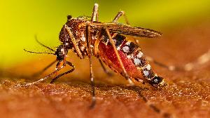 7 die from dengue; 1,139 hospitalised in 24hrs