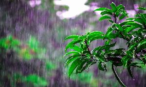 Chuadanga experiences 100 mm rainfall in 24 hrs