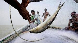 17,000kg Hilsa seized in Barisal in 19-day crackdown