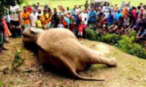 Case filed over electrocution of elephant in Sherpur