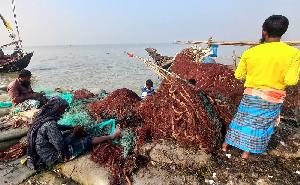 Hilsa fishing to resume at midnight as 22-day ban ends