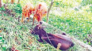 Farmers feed cows water hyacinth for high fodder price