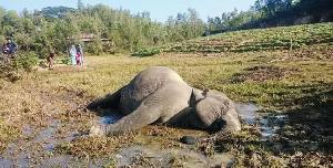 Pregnant elephant electrocuted, man trampled in Bandarban