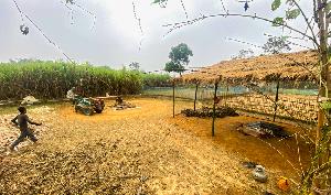 Sugarcane cultivation declines as modern agriculture expands in Moulvibazar