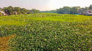 Hyacinth blockage leaves 1 lakh people without safe water