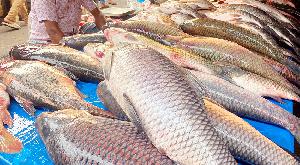 Traditional fish fair thrives ahead of Poush Sankranti