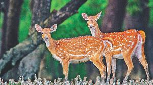 Deer poaching remains threat in Sundarbans
