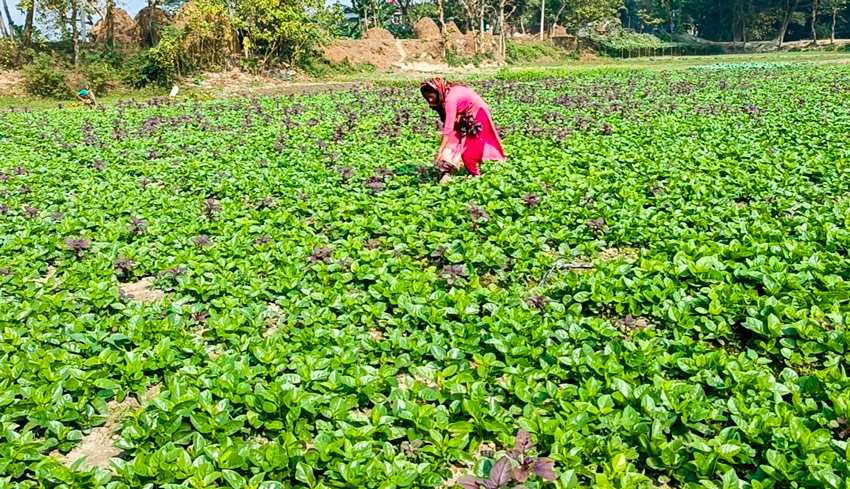 A resident of Gazipur�s Kaliganj upazila seen farming pui spinach on her land. Photo: Observer