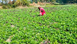 Gazipur farmers' turn to Pui spinach cultivation