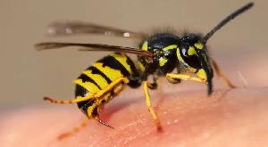 Youth dies of bee sting in Faridpur, 16 hurt