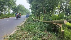 Robbers looted cash, phones by setting tree barricade in Joypurhat