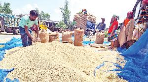 Paddy procurement drive fails in Rajshahi 