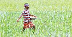 Boro farming cost rises in Rajshahi for artificial fertiliser crisis