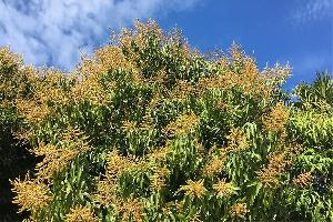 Mango farmers fear Falgun rain