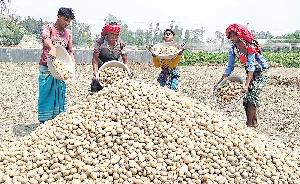 Potato farmers frustrated over high cold storage fare