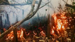 Fire breaks out in Sundarbans, lack of water sources hampers efforts