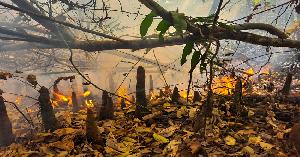 Sundarbans fire rages on as water scarcity delays response  