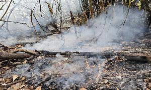 Fresh fire erupts in Sundarbans