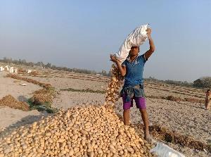 Growers can't lift cost by selling potatoes