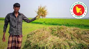 Govt to buy 17.5 lakh tonnes Boro Paddy at increased prices