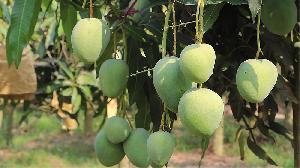 Tk 1,695cr mango sale likely in Rajshahi Division 