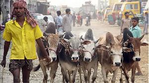 Indian cows entering BD through Rajshahi border