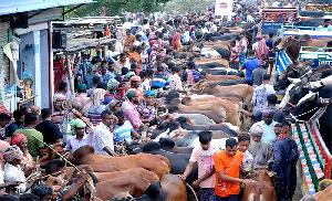 Cattle haats gain momentum in Rajshahi District