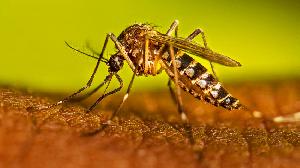 Dengue claims 2 more lives, 392 hospitalised