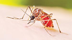 2 more die of dengue in 24-hour