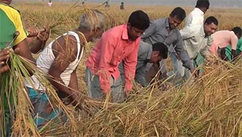 Despite bumper harvest, rice prices have not decreased