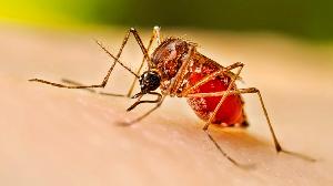 One more dies of dengue; 416 hospitalised