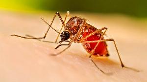 2 more die of Dengue, 330 hospitalised