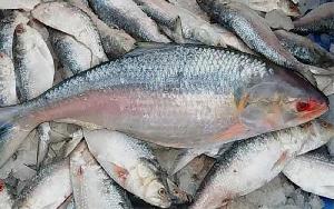 Hilsa not available in rural Rajshahi markets 