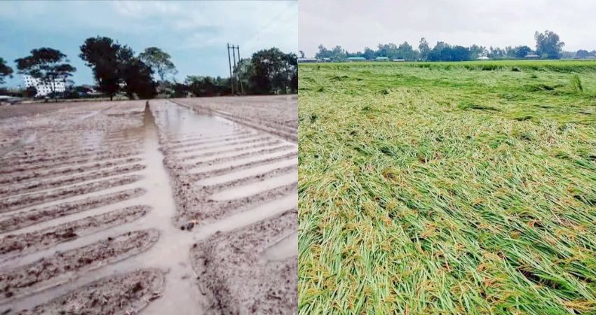 Heavy rain damages Aman paddy, winter crops in Naogaon