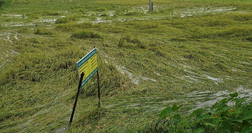 Heavy rain damages 718 hectares of crops in Natore; farmers worried