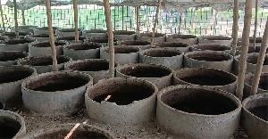 College student becomes entrepreneur with vermicompost farm