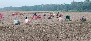 Farmers at Amtali busy in watermelon cultivation