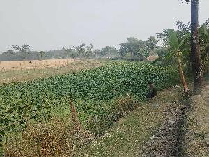 Waterways on verge of extinction at Amtali